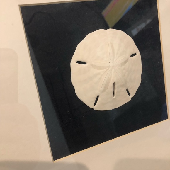 Large beach sand dollar frame, EUC - Picture 2 of 2